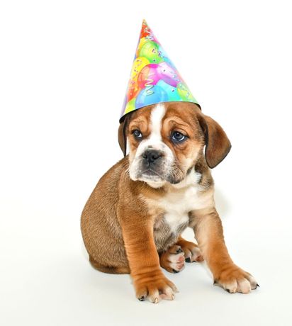 July Pet Birthdays and Summer Celebrations: A Safety Guide for Parties